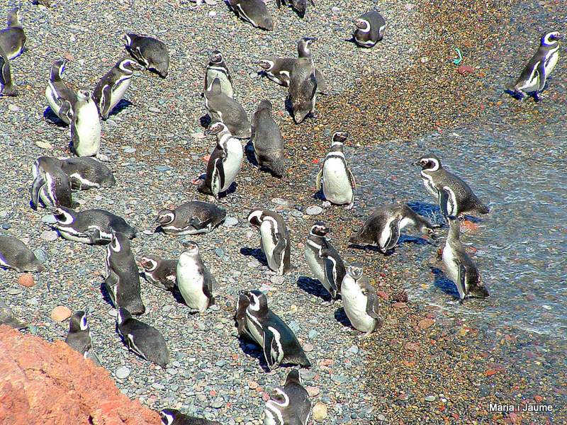 Pingüins magallànics